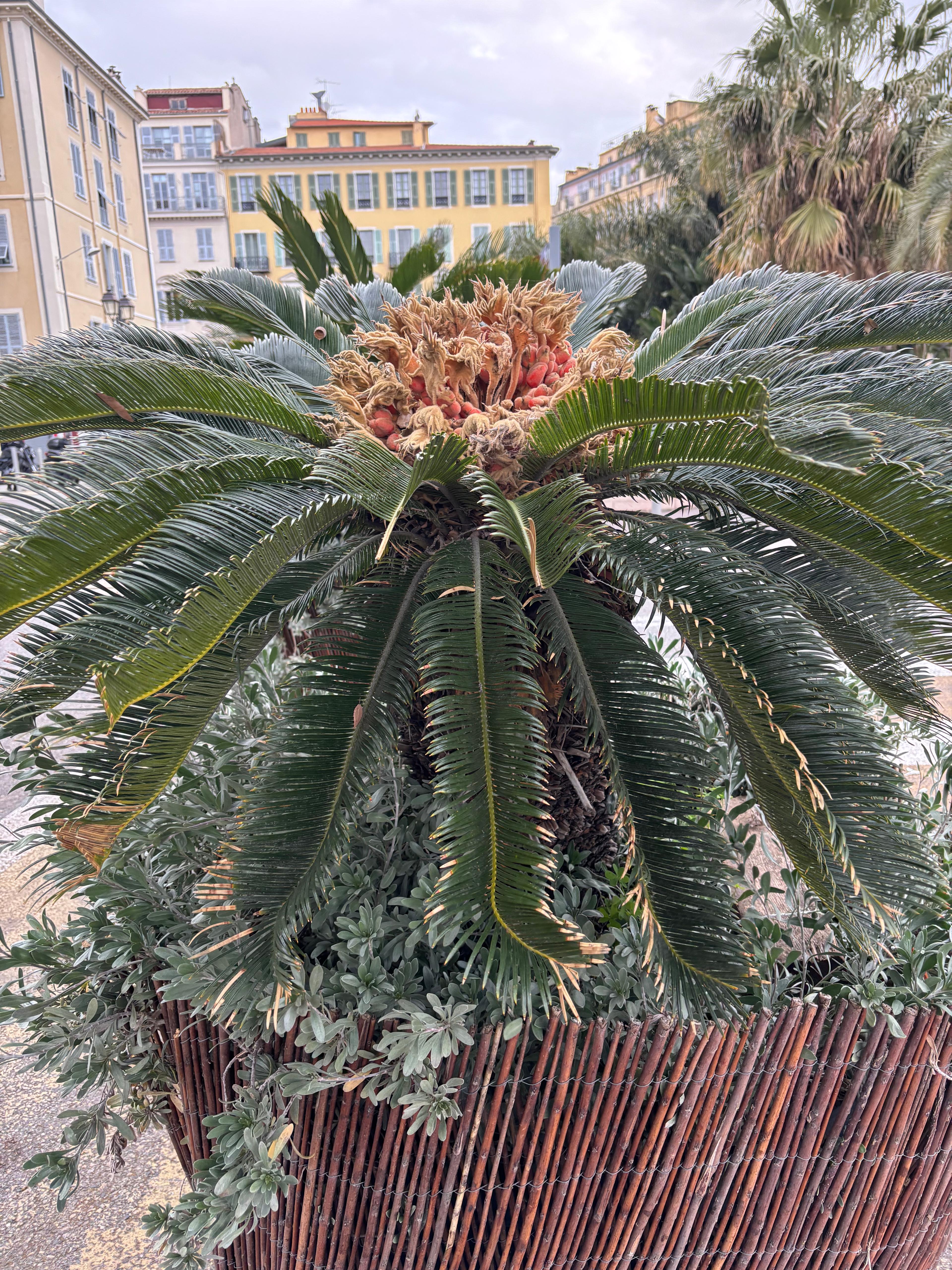 Cycas Revoluta