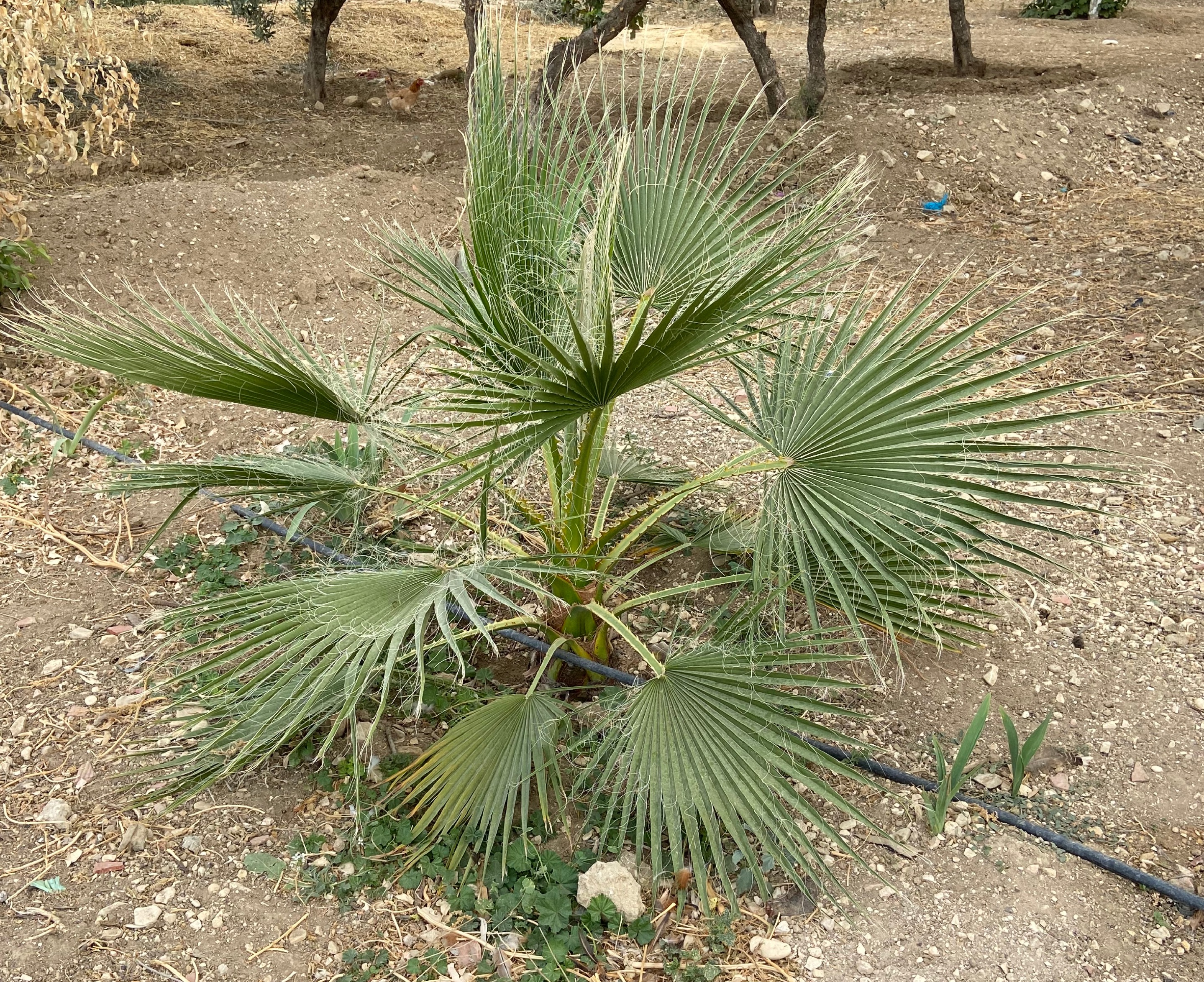 Washingtonia Filifera